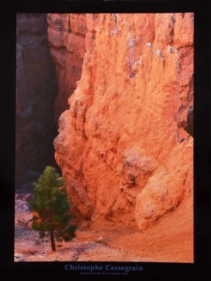 Serenade Of Life Bryce Canyon Utah by Christophe Cassegrain Photographic Print