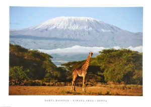 Giraffe Kimana Area Of Kenya by Daryl Balfour Photographic Print