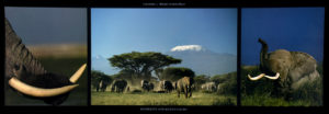 Elephants And Kilimanjaro Triptych Photographic Print