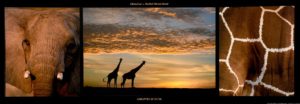 Giraffes And Elephant Triptych Photographic Print