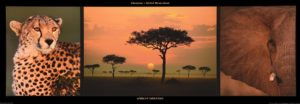African Savannah Triptych Photographic Print