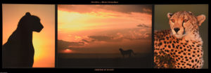 Cheetah At Sunset Triptych Photographic Print