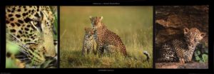 Leopard Family Trio Photographic Print