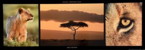 Lion And Topis Triptych Photographic Print