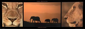Elephants And Lions Triptych Photographic Print