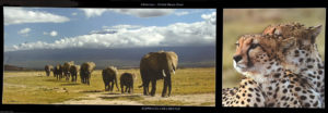 Elephant Herd and Cheetahs Photographic Print