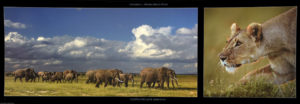 Elephant Herd And Lioness Photographic Print