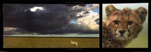 Cheetah And Storm Photographic Print