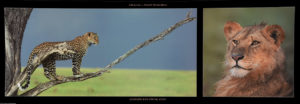 Leopard And Young Lion Photographic Print