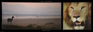 Impala And Lion Photographic Print