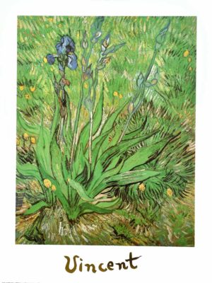 Vincent Van Gogh - Irises