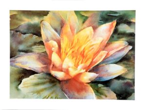 Water Lily Watercolour Art Print
