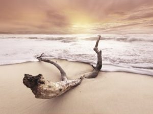 Braun Studio - Driftwood on Beach Photographic Print
