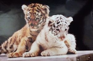 Tiger Cubs