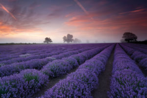 Lavender Field Poster