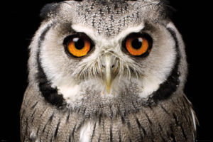 Owl Face Poster