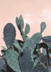 Cactus Rackets Photographic Print