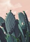 Cactus Prickly Pears Photographic Print