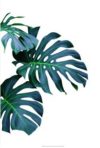 Braun Studio - Monstera Swiss Cheese Plant Photographic Print