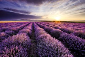 Lavender Field Sunset Poster