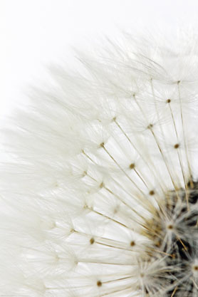 Dandelion White Poster