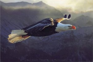 Bald Eagle by Steve Bloom Poster