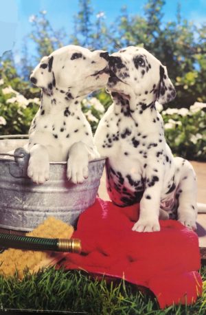 Dalmatian Pups