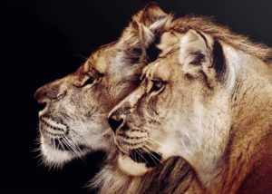 Lion and Lioness Profile Giant Poster