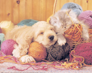 Dog Cat Yarn Mini Poster