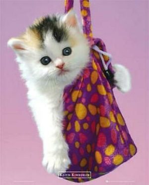 Keith Kimberlin - Kitten In A Handbag Mini Poster