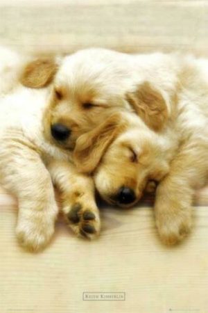 Keith Kimberlin - Snooze Poster