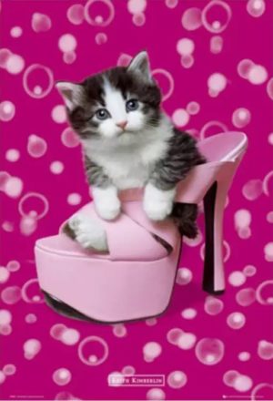 Keith Kimberlin - Kitten In A Shoe Poster