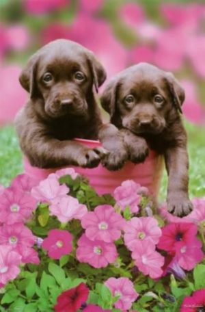 Keith Kimberlin - Chocolate Puppies Poster