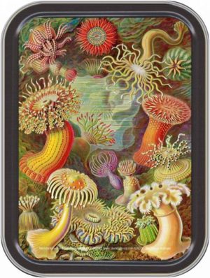 Mushrooms The Pierce Archives Large Stash Tin