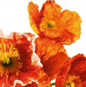 Poppies Art Print