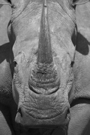 Rhinoceros Poster