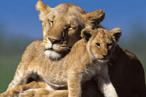 Lions Mother and Cub Poster