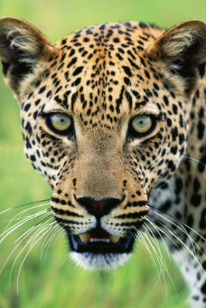 Jaguar Poster