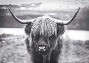 Highland Cow Giant Poster