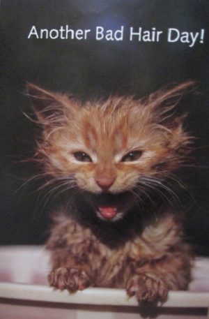 Another Bad Hair Day Kitten Poster