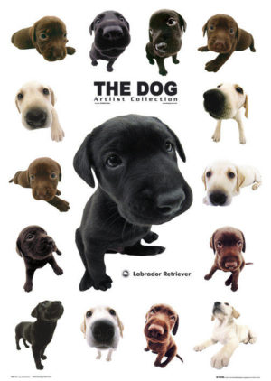 The Dog Breeds Artlist Collection Labrador Retriever Poster