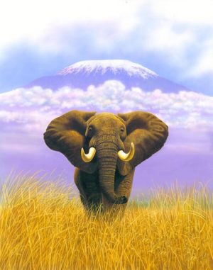 Elephant Table Mountain Poster