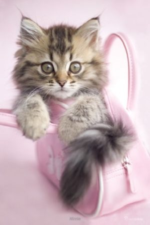 Rachael Hale - Minnie the Kitten Poster