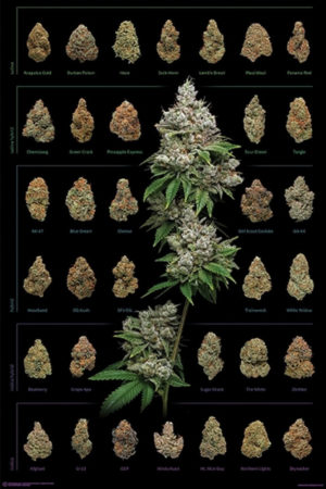 Dank Nugs Poster