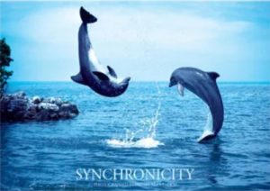 Dolphins Synchronicity by Daniel McCulloch Poster