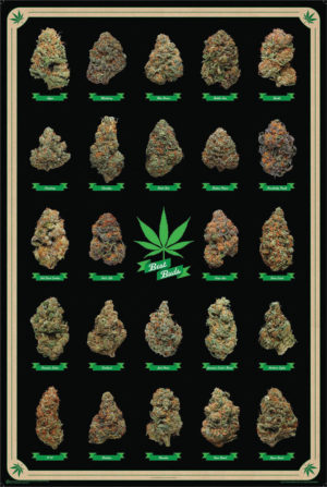 Best Buds Poster