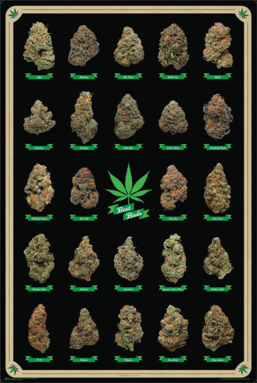 Best Buds Poster
