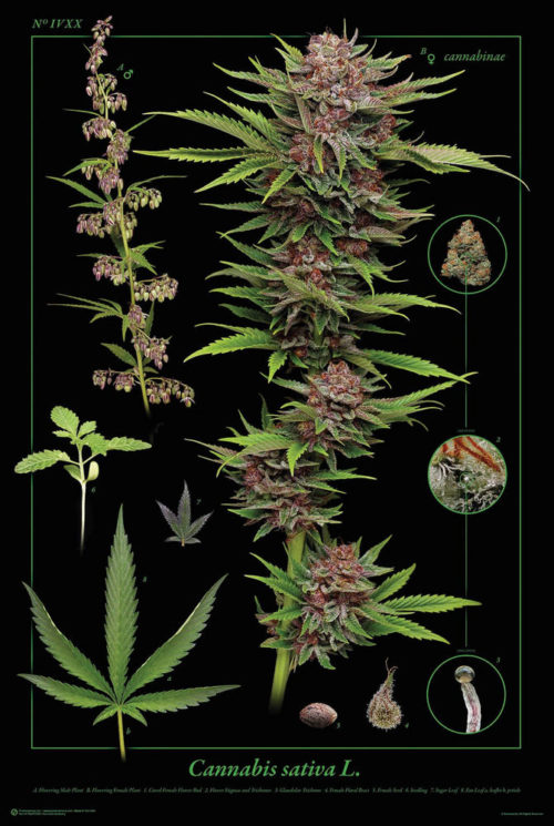 Cannabis Anatomy Poster