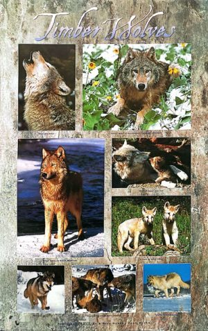 Timber Wolves Collage Poster