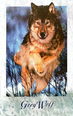 North American Grey Wolf Poster